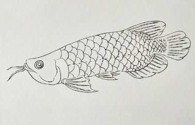 金龍魚繪畫素描：金龍魚素描作品，金龍魚繪畫素描作品 金龍魚繪畫素描：金龍魚素描作品，金龍魚繪畫素描作品 龍魚百科 第2張