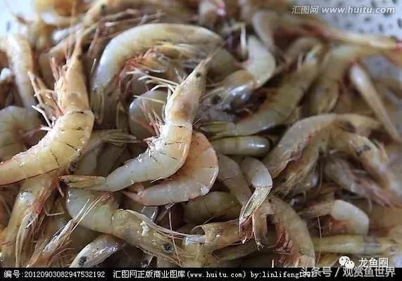 龍魚吃的凍蝦什么品種：龍魚凍蝦喂食技巧