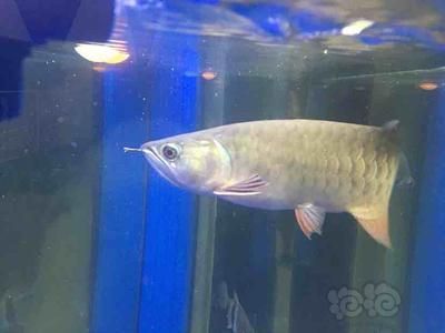 龍魚吃的凍蝦什么品種：龍魚凍蝦喂食技巧