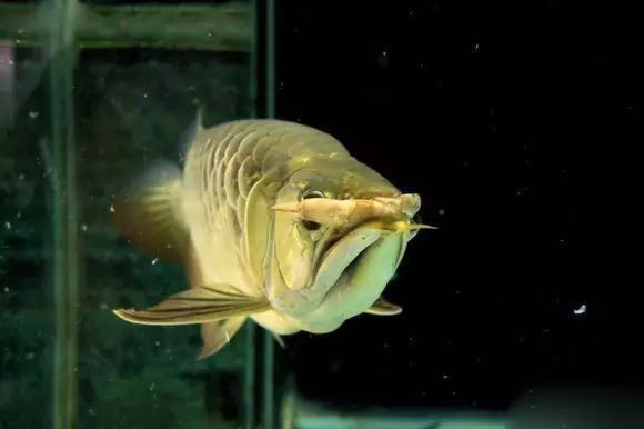 龍魚吃的凍蝦什么品種：龍魚凍蝦喂食技巧 龍魚吃的凍蝦什么品種：龍魚凍蝦喂食技巧 龍魚百科 第4張