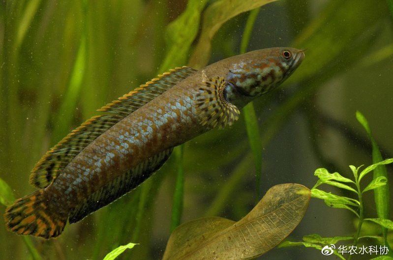 跟雷龍魚相似的魚是什么魚