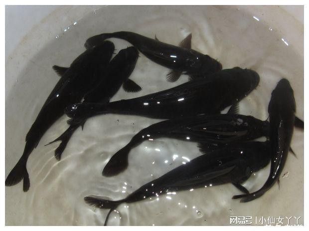 跟雷龍魚相似的魚是什么魚