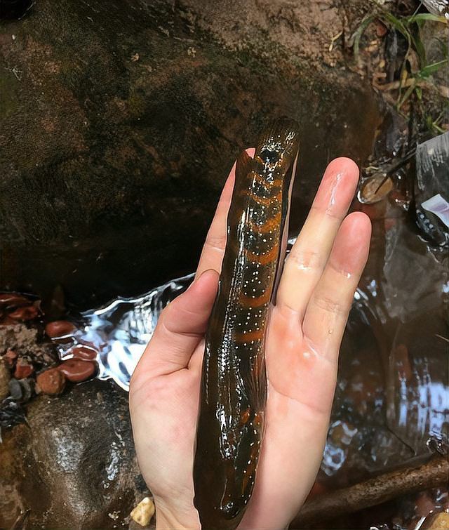 跟雷龍魚相似的魚是什么魚