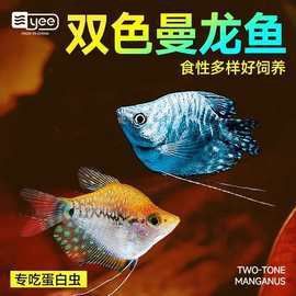 攀枝花龍魚冷水魚價格多少