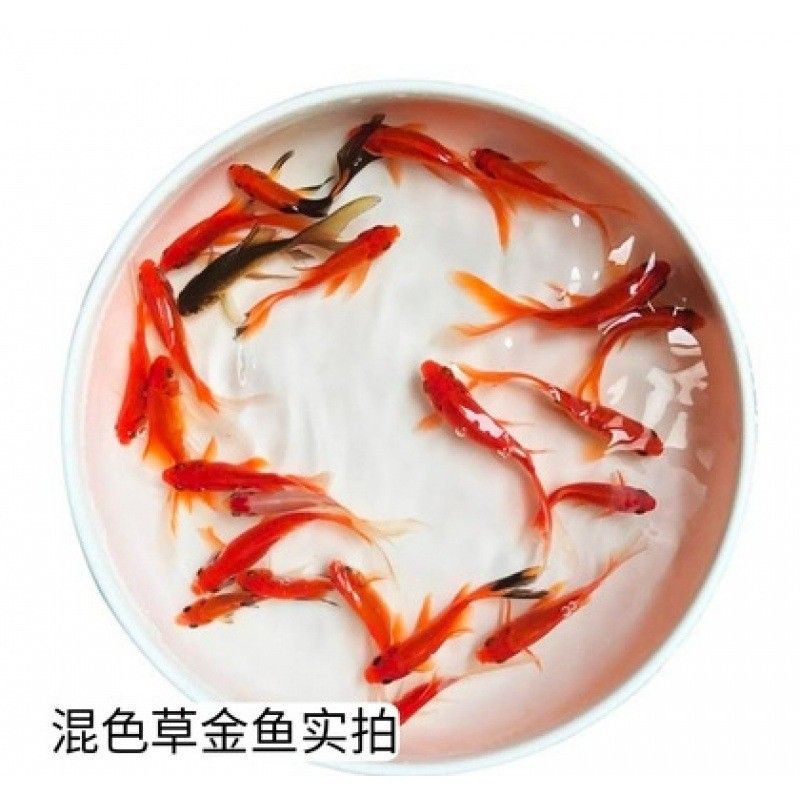 攀枝花龍魚冷水魚價格多少