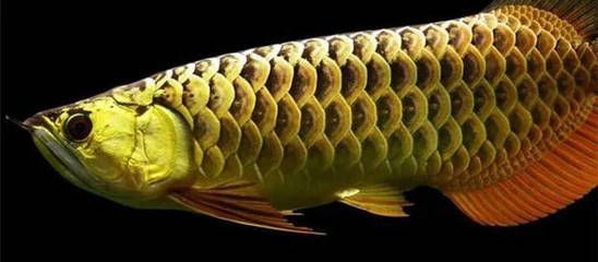 龍魚慢養(yǎng)會影響體型嗎為什么：龍魚慢養(yǎng)會影響體型嗎 龍魚慢養(yǎng)會影響體型嗎為什么：龍魚慢養(yǎng)會影響體型嗎 龍魚百科 第3張
