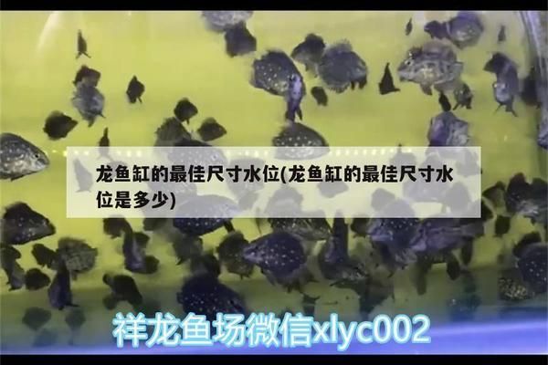 龍魚缸的最佳尺寸水位是多少：龍魚缸最佳尺寸和水位 龍魚缸的最佳尺寸水位是多少：龍魚缸最佳尺寸和水位 龍魚百科 第2張
