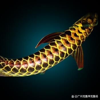 祥龍魚場有限公司（廣州祥龍魚場） 祥龍魚場有限公司（廣州祥龍魚場） 龍魚百科 第6張