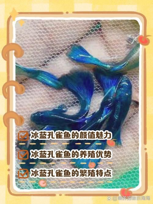 賽級藍底魚最簡單三個步驟圖片