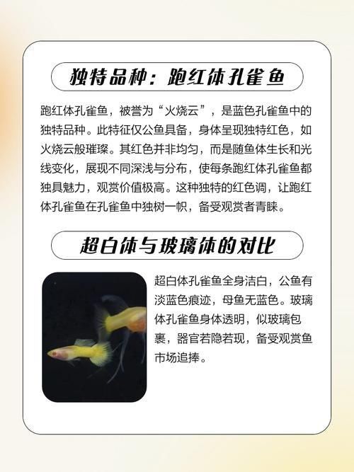 賽級藍底魚最簡單三個步驟圖片