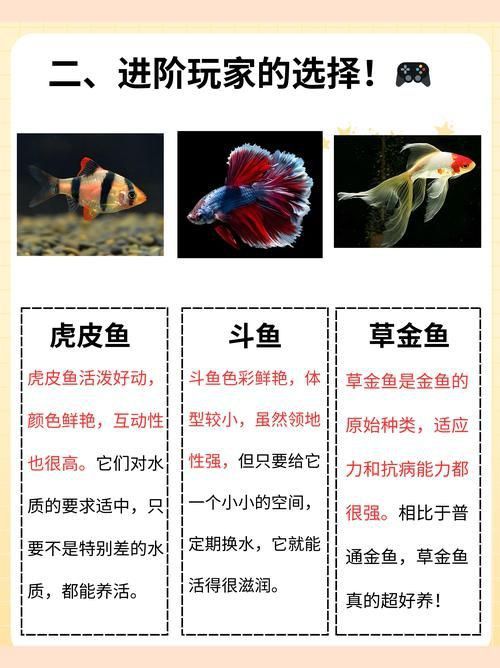賽級藍底魚最簡單三個步驟圖片