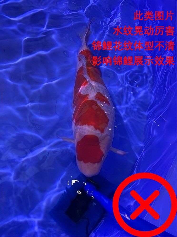 賽級藍底魚最簡單三個步驟圖片
