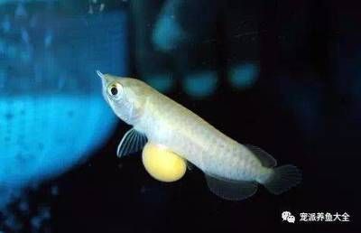 龍魚有卵了怎么辦？（當龍魚有卵時需要采取一系列措施來確保卵能夠成功孵化）