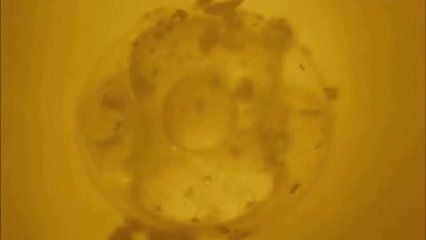 龍魚有卵了怎么辦？（當龍魚有卵時需要采取一系列措施來確保卵能夠成功孵化）