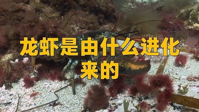 龍魚(yú)為什么叫龍蝦