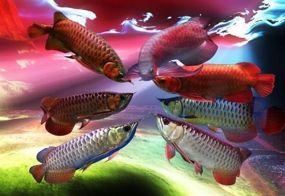 如何讓龍魚發色更好一些呢：如何提高龍魚的體色 如何讓龍魚發色更好一些呢：如何提高龍魚的體色 龍魚百科 第1張