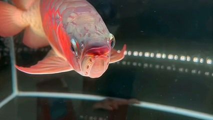 如何讓龍魚發色更好一些呢：如何提高龍魚的體色 如何讓龍魚發色更好一些呢：如何提高龍魚的體色 龍魚百科 第2張