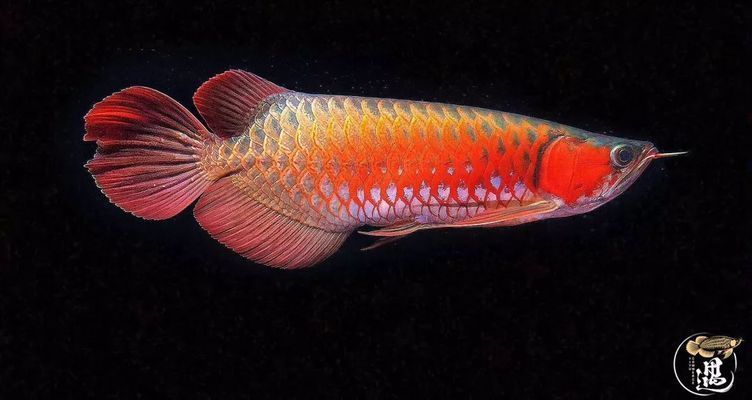 如何讓龍魚發色更好一些呢：如何提高龍魚的體色 如何讓龍魚發色更好一些呢：如何提高龍魚的體色 龍魚百科 第4張