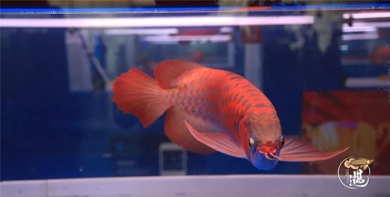 如何讓龍魚發色更好一些呢：如何提高龍魚的體色 如何讓龍魚發色更好一些呢：如何提高龍魚的體色 龍魚百科 第5張