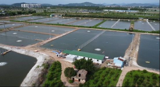 祥龍魚場還有哪些其他技術升級？