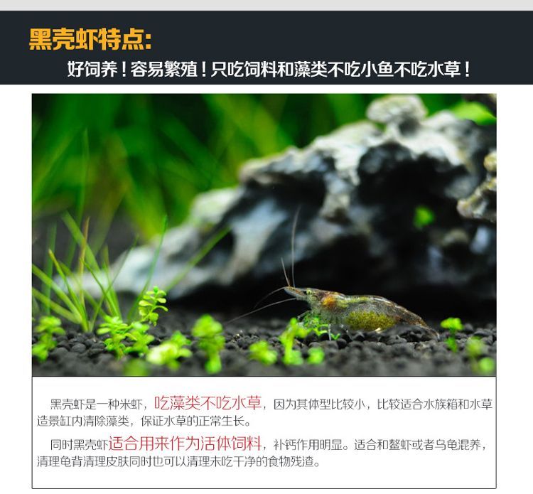養(yǎng)的龍魚能不能吃蝦米：養(yǎng)龍魚可以喂食蝦米嗎？