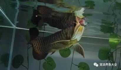 龍魚蹭身子：龍魚蹭身子可能有多種原因龍魚蹭身子可能有多種原因
