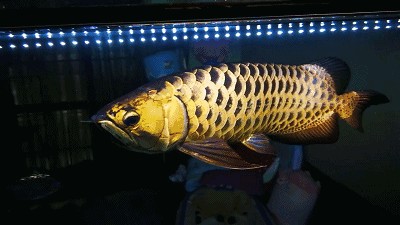 龍魚蹭身子：龍魚蹭身子可能有多種原因龍魚蹭身子可能有多種原因