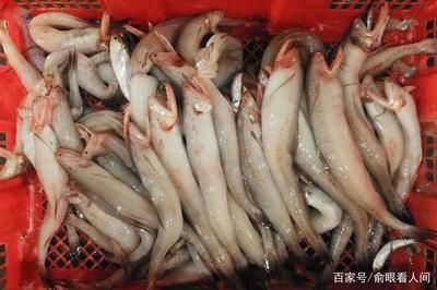 龍魚嘟嘟【關于“龍魚嘟嘟”的一些信息】