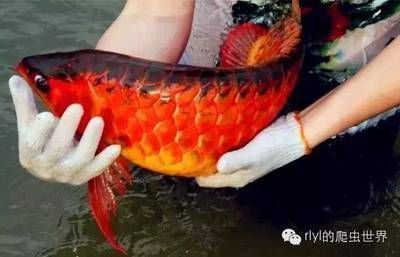 龍魚吃啥長得快：龍魚生長速度和飼養(yǎng)方式密切相關(guān)