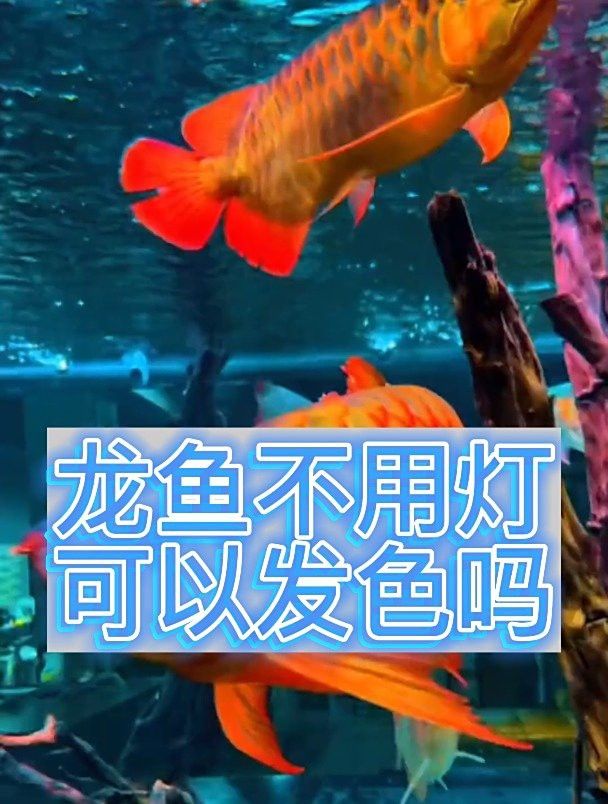 養龍魚不用燈可以嗎