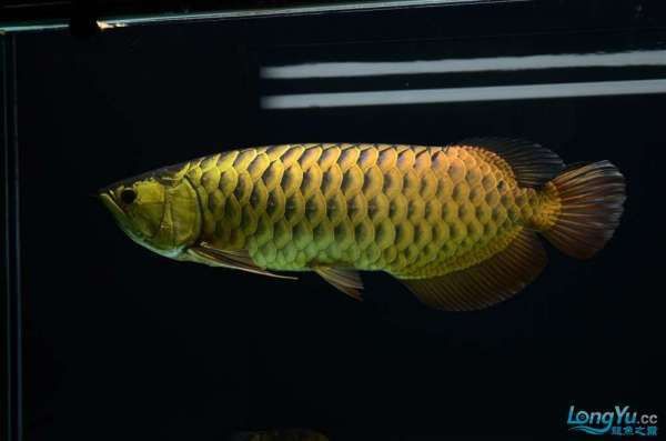 金頭過背金龍魚的市場價格是多少？ 金頭過背金龍魚的市場價格是多少？ 龍魚百科 第2張