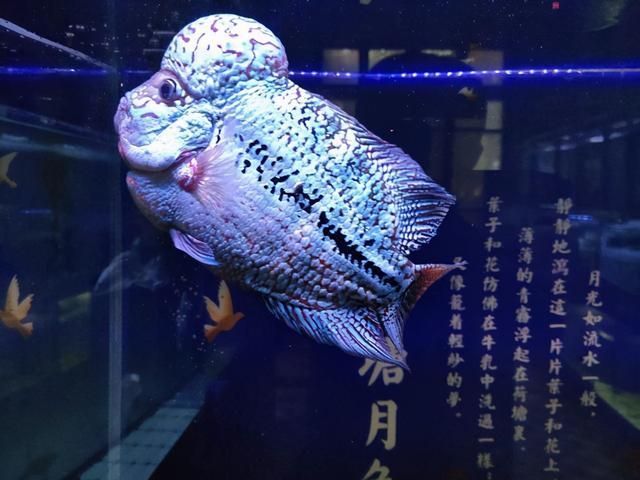 龍魚蒙眼用什么藥怎樣治療，龍魚蒙眼初期癥狀識別,龍魚水質管理技巧分享