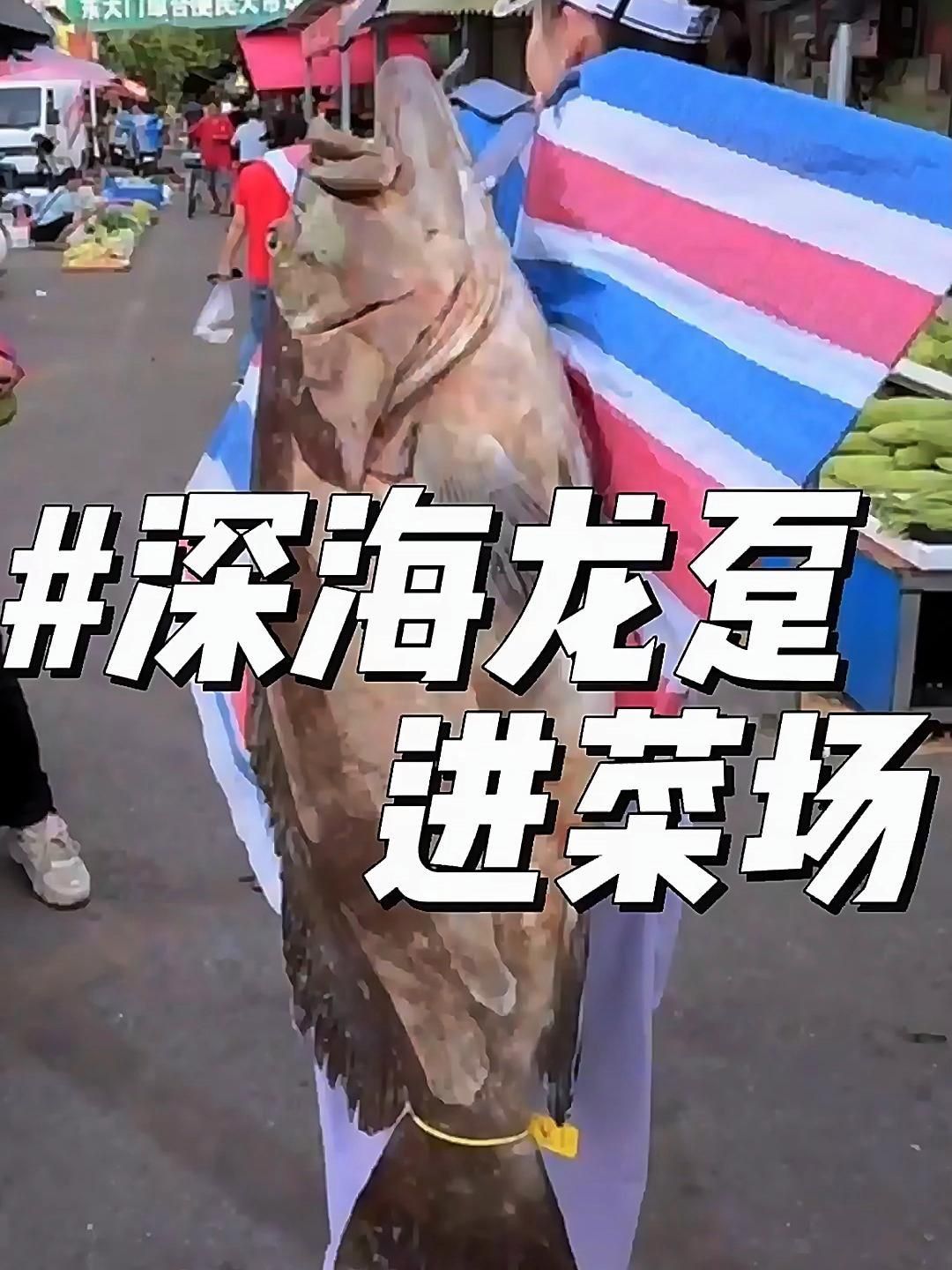 龍躉價格多少一斤