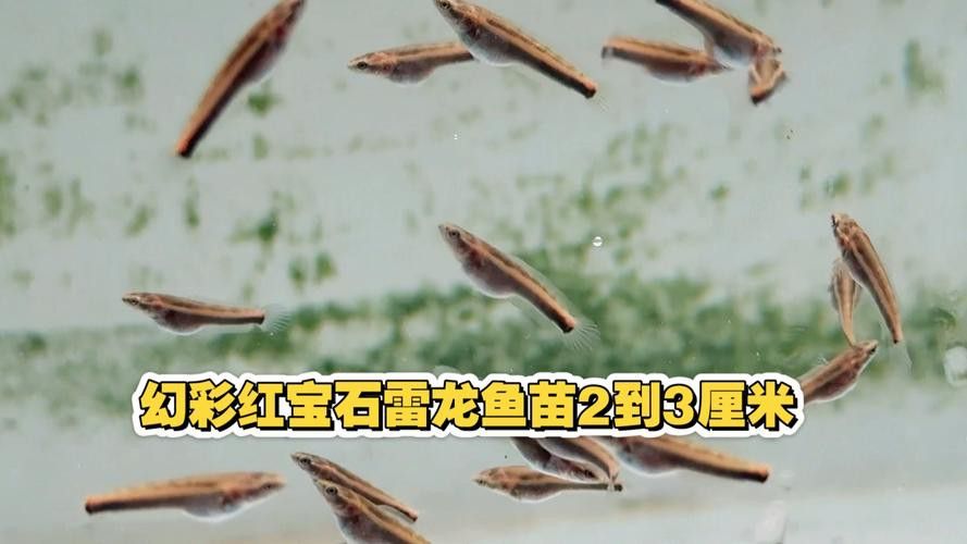 幻紅雷龍魚苗子什么樣