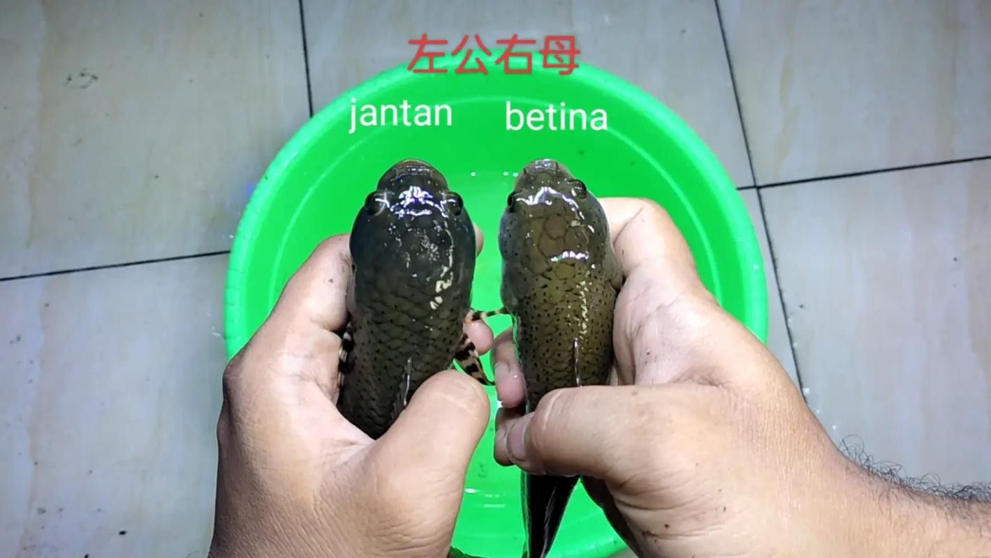 幻紅雷龍魚苗子什么樣