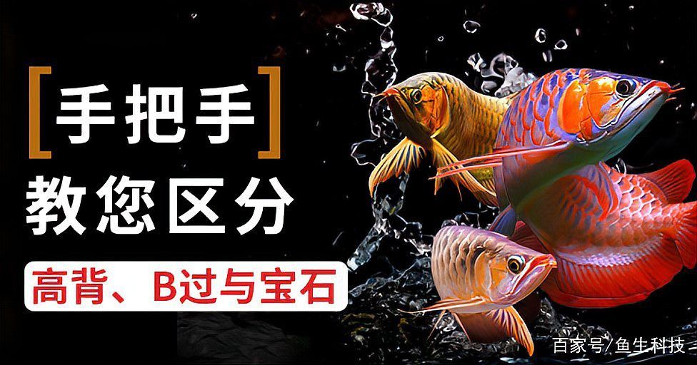 寶石龍魚價(jià)格 寶石龍魚價(jià)格 龍魚百科 第4張