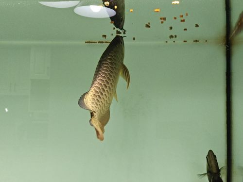 金頭過背金龍魚喂什么食物最好？