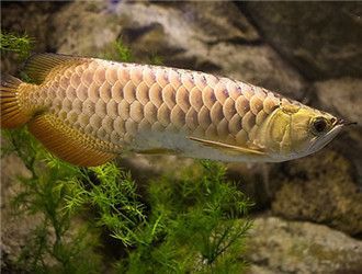 觀賞金龍魚什么價格好養(yǎng)，新手觀賞金龍魚價格適中且易于養(yǎng)殖的觀賞金龍魚品種 觀賞金龍魚什么價格好養(yǎng)，新手觀賞金龍魚價格適中且易于養(yǎng)殖的觀賞金龍魚品種 龍魚百科 第3張