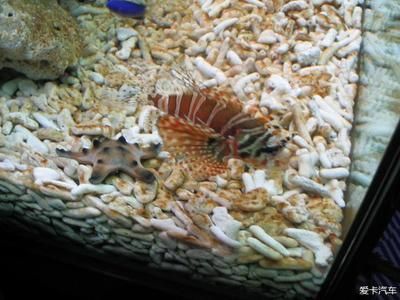 什么龍魚(yú)最好養(yǎng)
