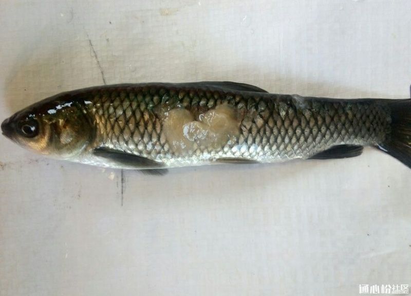 六角龍魚翹尾巴是怎么回事