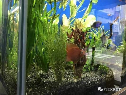 魚缸一般使用壽命幾年（如何正確清潔魚缸延長壽命）