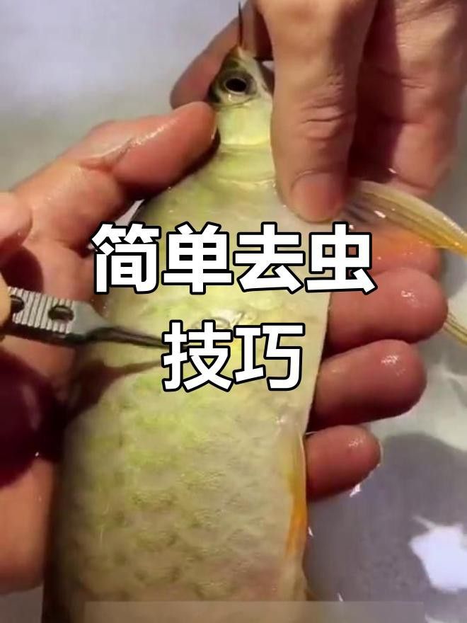龍魚驅(qū)蟲有哪些注意事項？ 龍魚驅(qū)蟲有哪些注意事項？ 龍魚百科 第7張