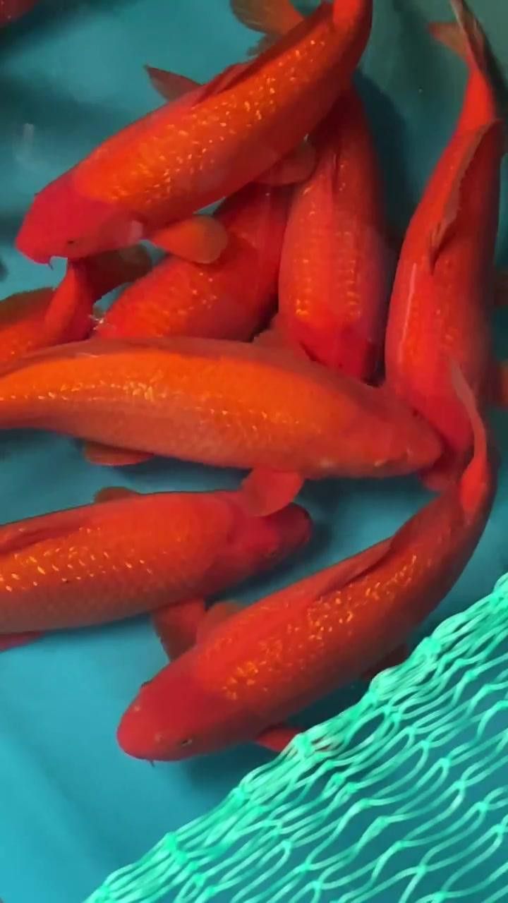 龍魚驅(qū)蟲有哪些注意事項？ 龍魚驅(qū)蟲有哪些注意事項？ 龍魚百科 第5張