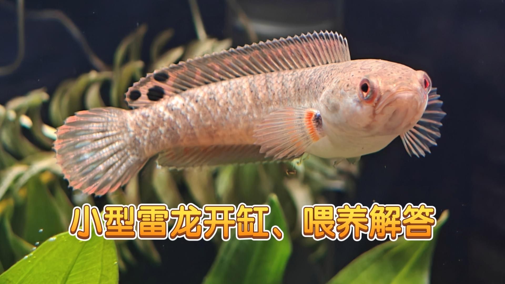 雷龍魚一天喂幾次比較好？ 雷龍魚一天喂幾次比較好？ 龍魚百科 第6張