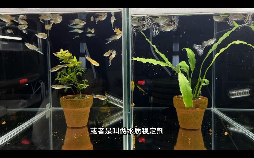 紅龍魚腮蓋發紅怎么辦？ 紅龍魚腮蓋發紅怎么辦？ 龍魚百科 第2張