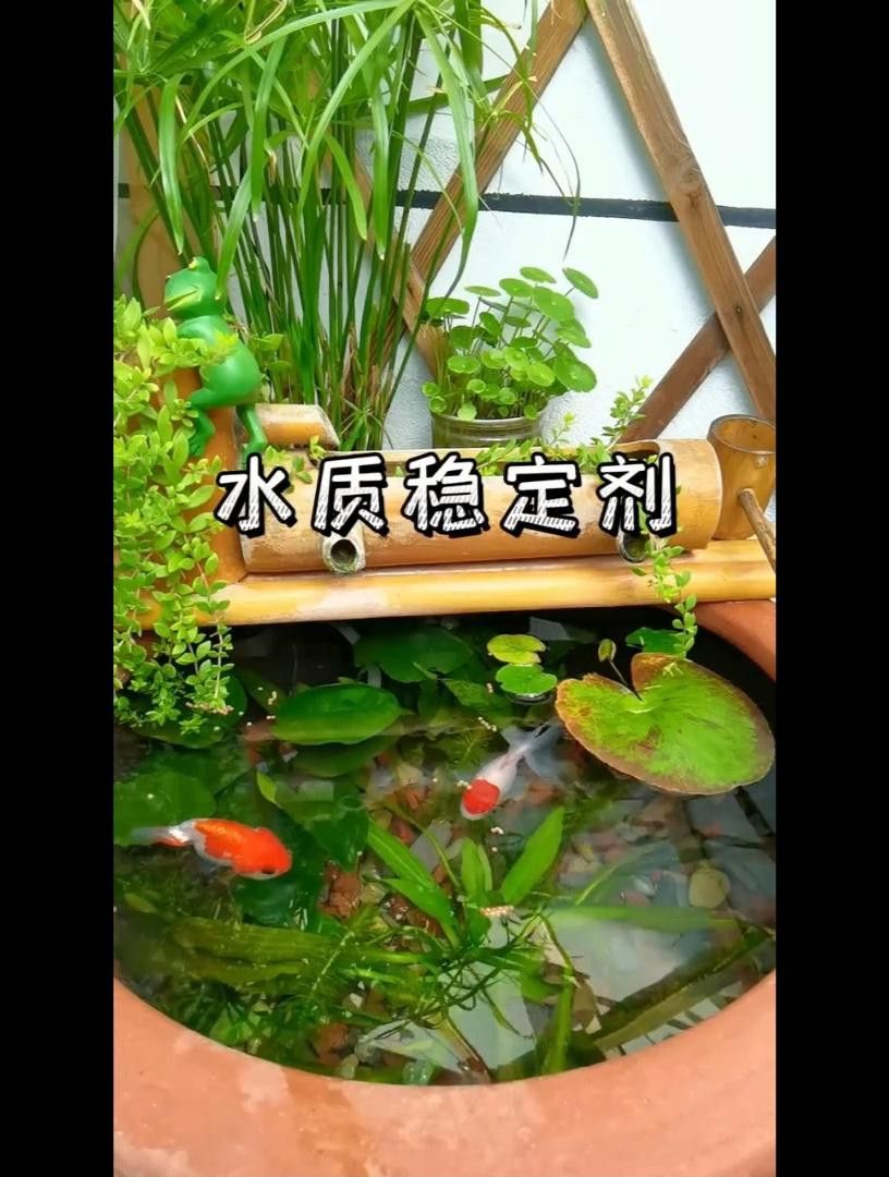 紅龍魚腮蓋發紅怎么辦？ 紅龍魚腮蓋發紅怎么辦？ 龍魚百科 第4張
