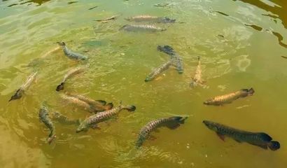 亞洲龍魚的數量正在減少，一些品種已被列入瀕危物種紅色名錄：亞洲龍魚的數量正在減少，一些品種已被列入《世界自然保護聯盟》 亞洲龍魚的數量正在減少，一些品種已被列入瀕危物種紅色名錄：亞洲龍魚的數量正在減少，一些品種已被列入《世界自然保護聯盟》 龍魚百科 第1張