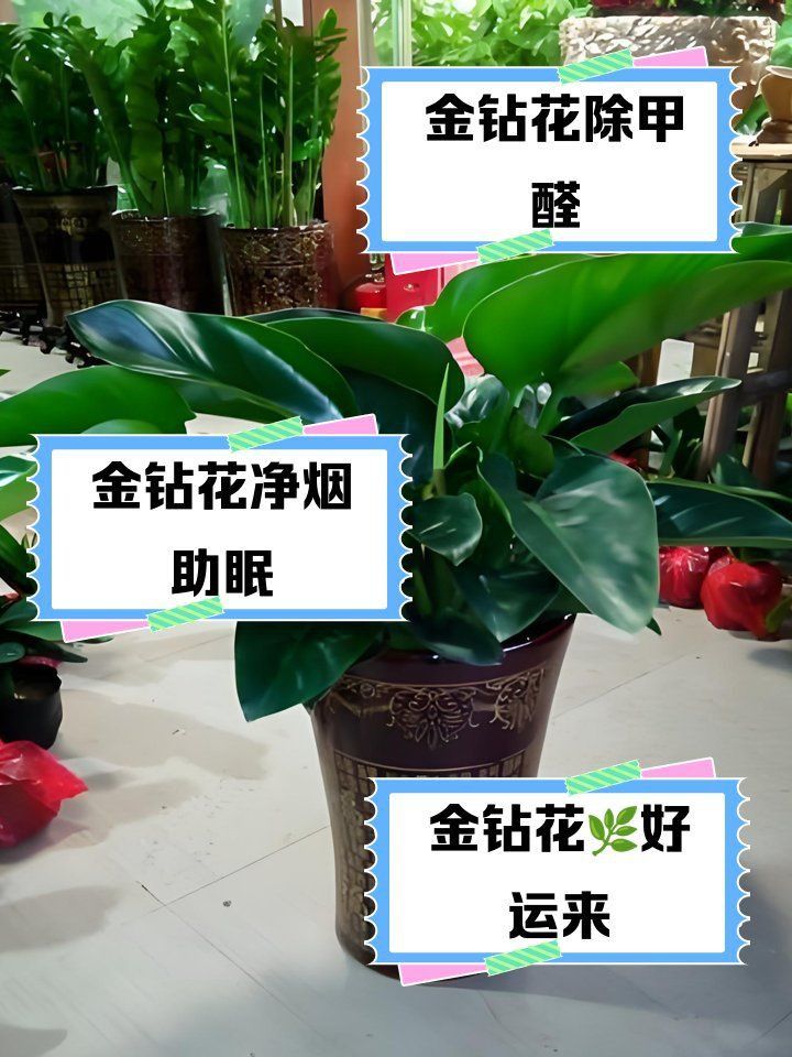 金鉆綠植的功效與作用 龍魚百科 第1張 金鉆綠植的功效與作用 金鉆綠植的功效與作用 龍魚百科 第1張