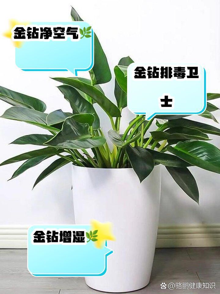 金鉆綠植的功效與作用 龍魚百科 第3張 金鉆綠植的功效與作用 金鉆綠植的功效與作用 龍魚百科 第3張