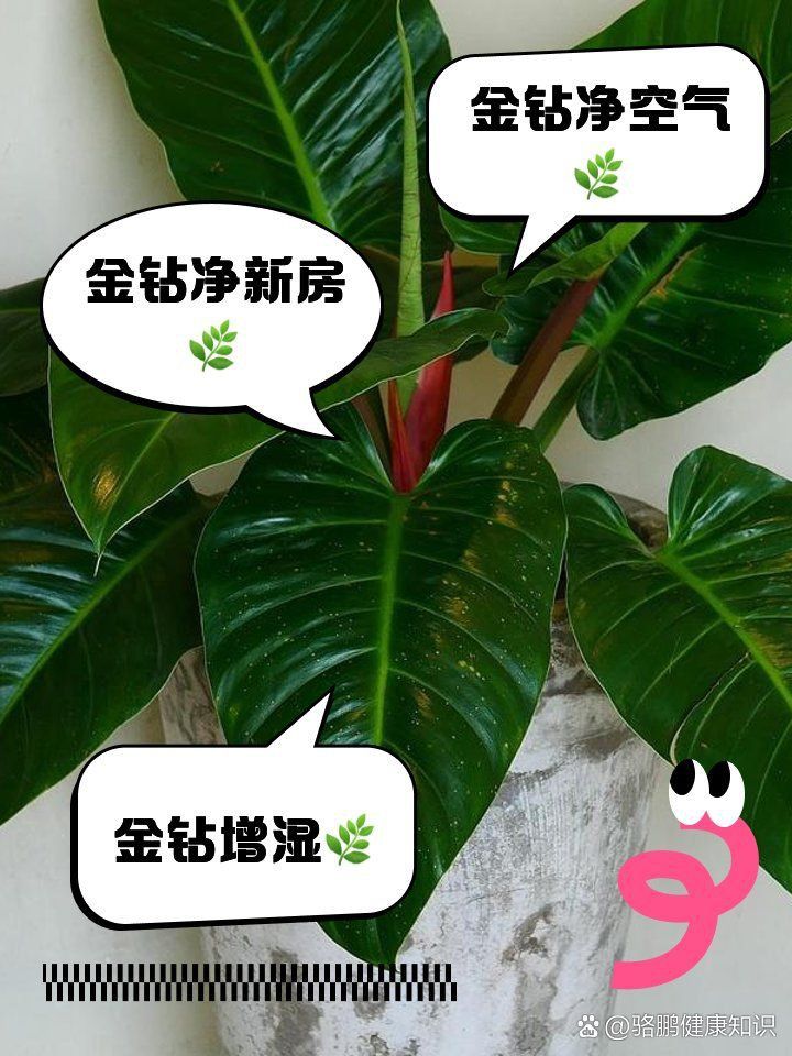 金鉆綠植的功效與作用 龍魚百科 第5張 金鉆綠植的功效與作用 金鉆綠植的功效與作用 龍魚百科 第5張